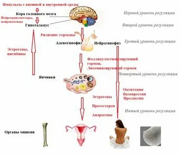 Уровни репродуктивной системы женщины
