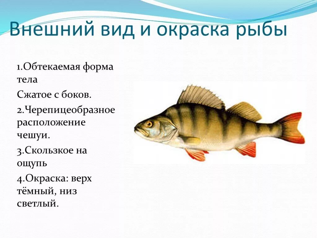 Органы на голове рыбы. На голове рыбы расположены. Органы расположения на голове у рыбы. Органы чувств расположены на голове рыбы. Какую окраску имеют рыбы