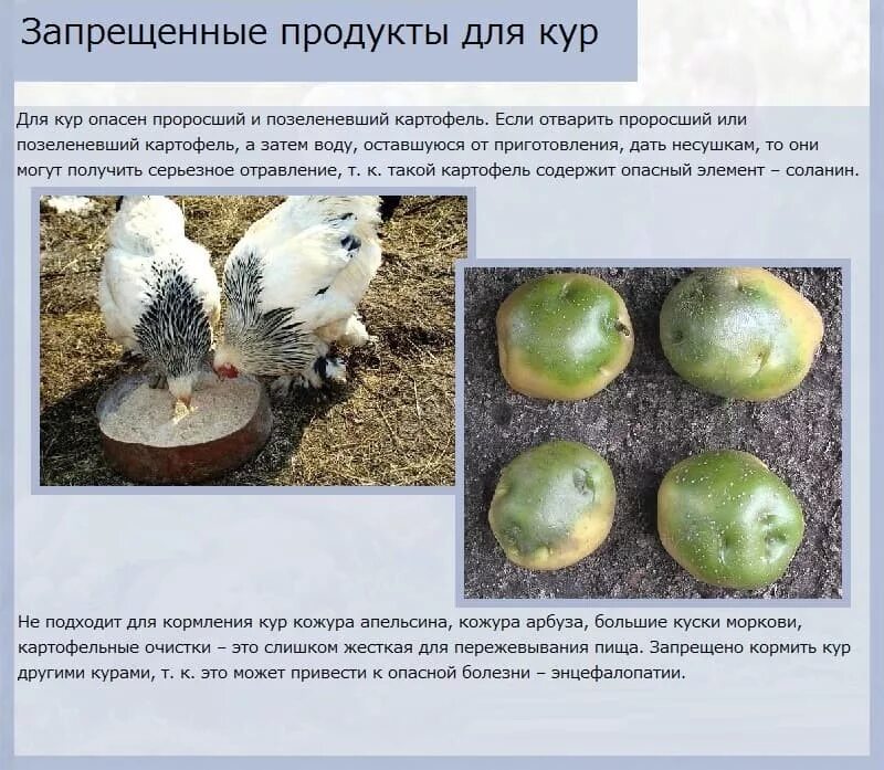 Чем кормить кур. Чем лучше кормить курей. Кормление кур несушек в домашних условиях. Чем кормить курей несушек.