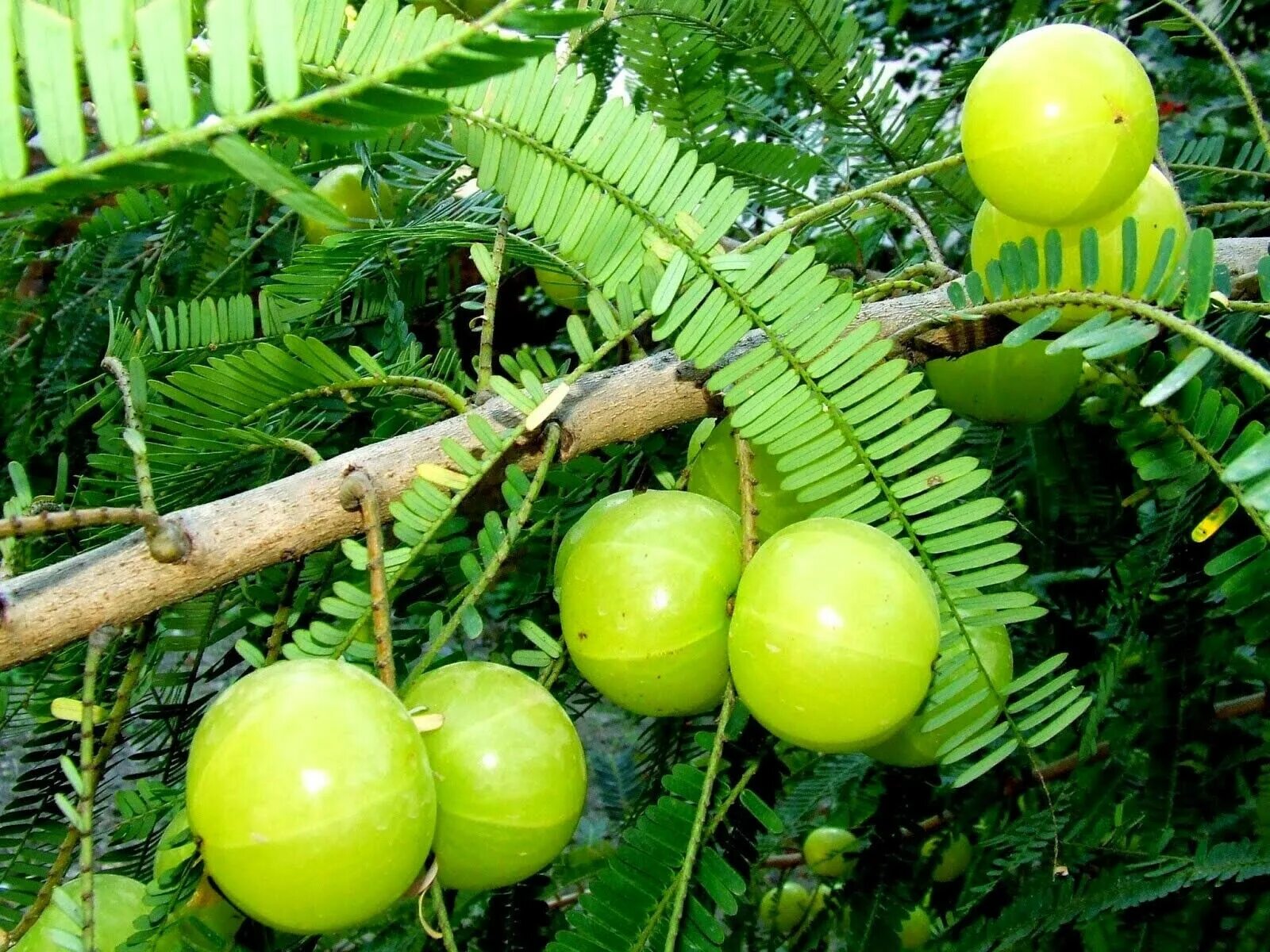 Магнитный пазл 27x18см."Индийский крыжовник, амла, phyllanthus emblica" на холод
