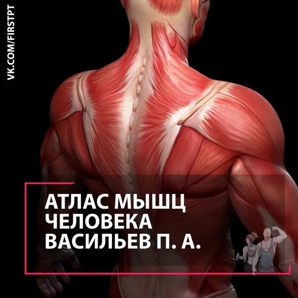 Анатомический атлас мышц человека. Атлас мышц человека-2015-васильев. Анатомия человека фото с описанием. Атлас мышц человека васильев. Подробный анатомический атлас.