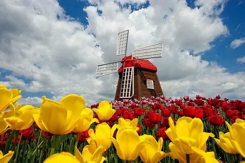 Мельница цветы