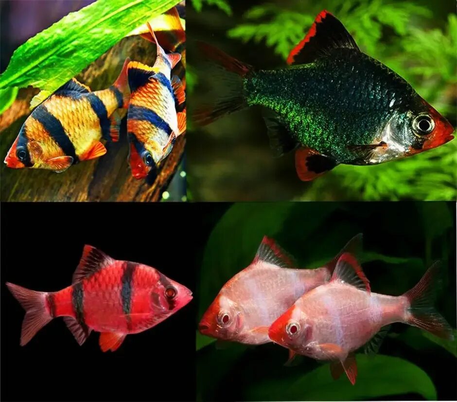 Гуппи рыбы барбусы. Нерест барбусов. Могут ли барбусы жить. Барбусы суматранские. Барбус суматранский красный.
