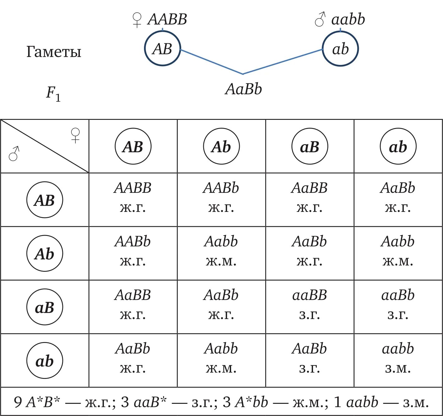 Дигибридное скрещивание решетка. Дигибридное скрещивание схема скрещивания. Решетка Пеннета для дигибридного скрещивания. Полигибридное скрещивание схема. Схема дигибридного скрещивания.