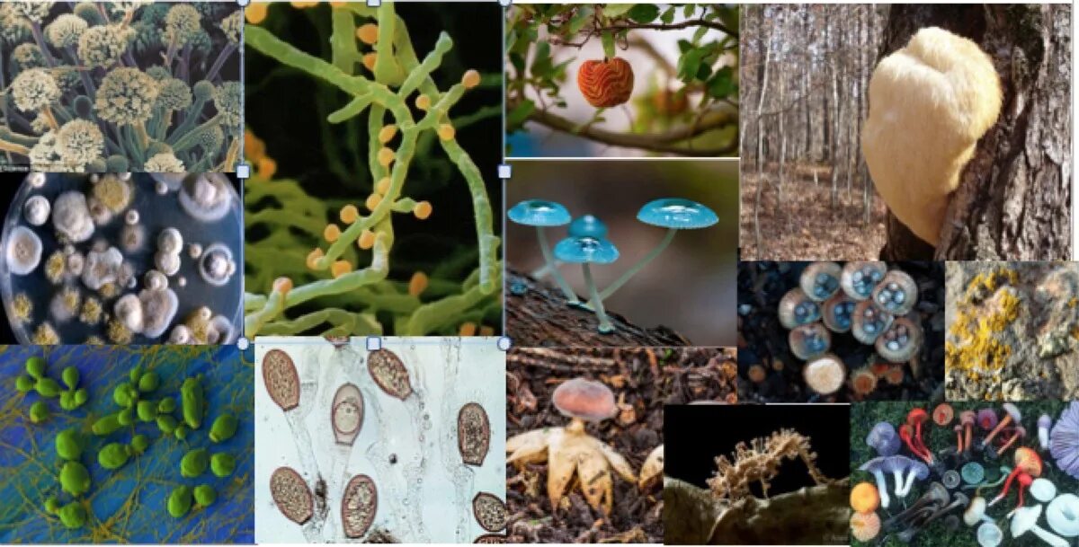 Микология это наука. Микология изучает грибы. Что изучает микология. Ученые изучающие грибы.