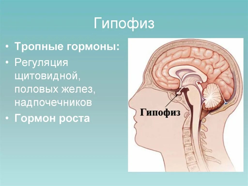 2 гипофиза. Функции гипофиза головного мозга. Расположение гипофиза в головном мозге. Гипофиз за что отвечает. Где находится гипофиз у человека в голове фото.