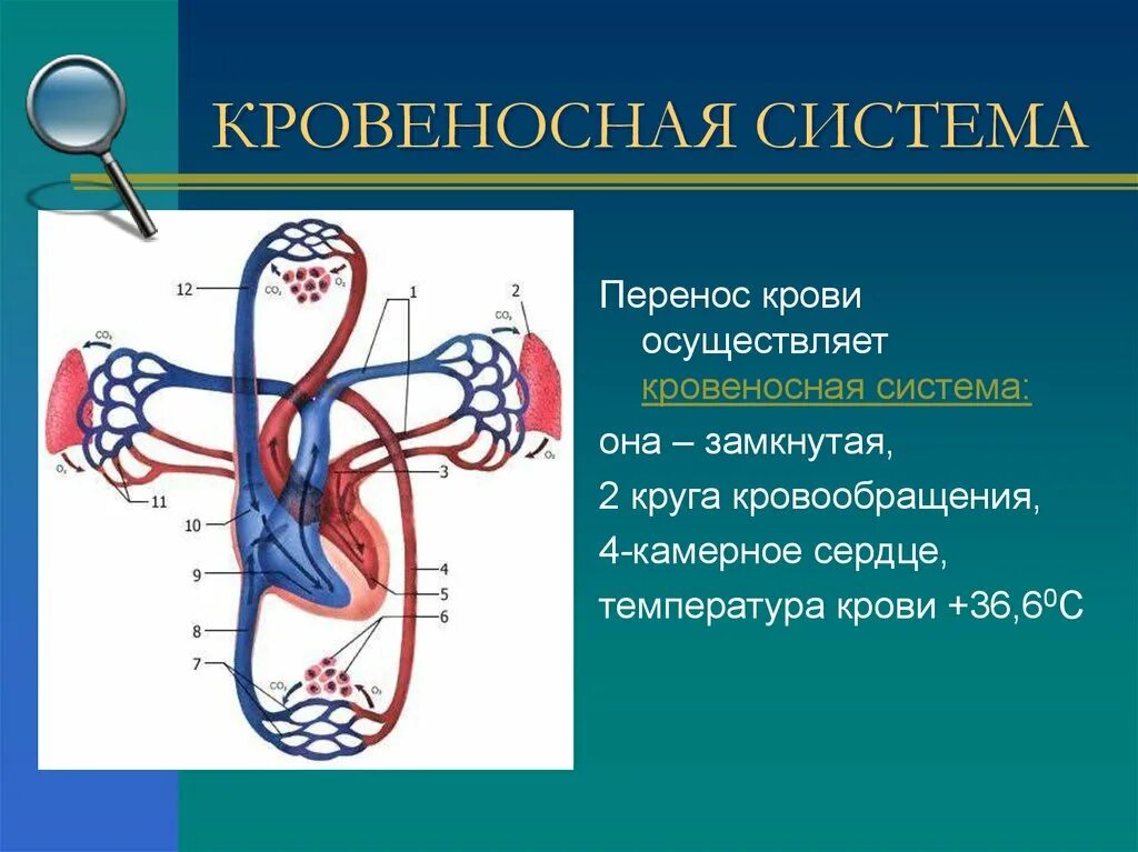 Кровеносная система. Система кровообращения человека. Кровеносносная система. Органы кровеносной системы. Простейшие кровообращения