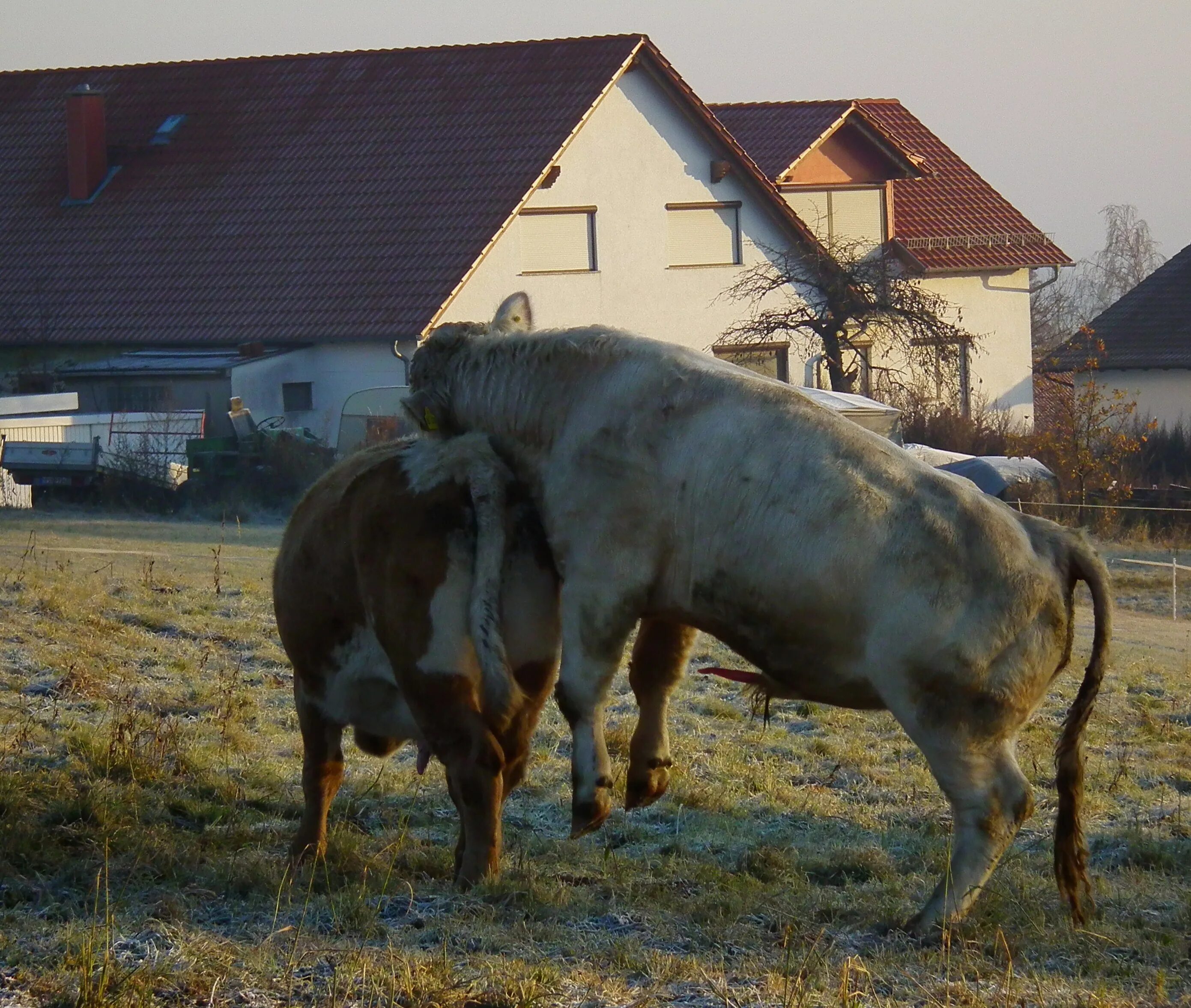 Bull cock