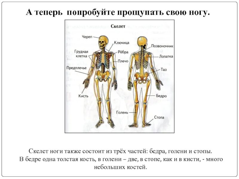 Скелет человека по физической культуре. Строение скелета человека 2 класс. Тело человека из учебника. Человек строение скелета ВПР.