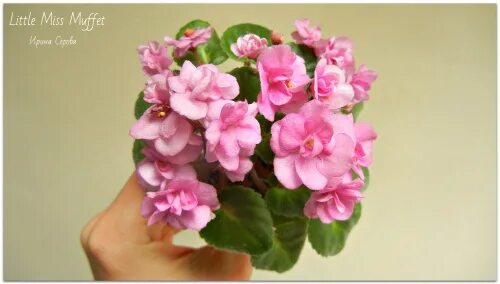 Little miss muffet фиалка. Little crow guest фиалка. Фиалка little pink clouds. Сенполия little darlin'. Фиалка little.