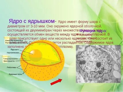 Что такое ядрышко в биологии 6 класс