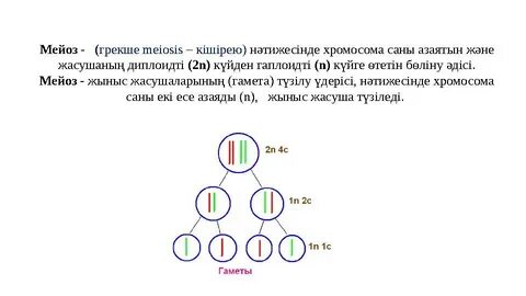 Ақырын ағып жатқан порно видеоларды қараңыз