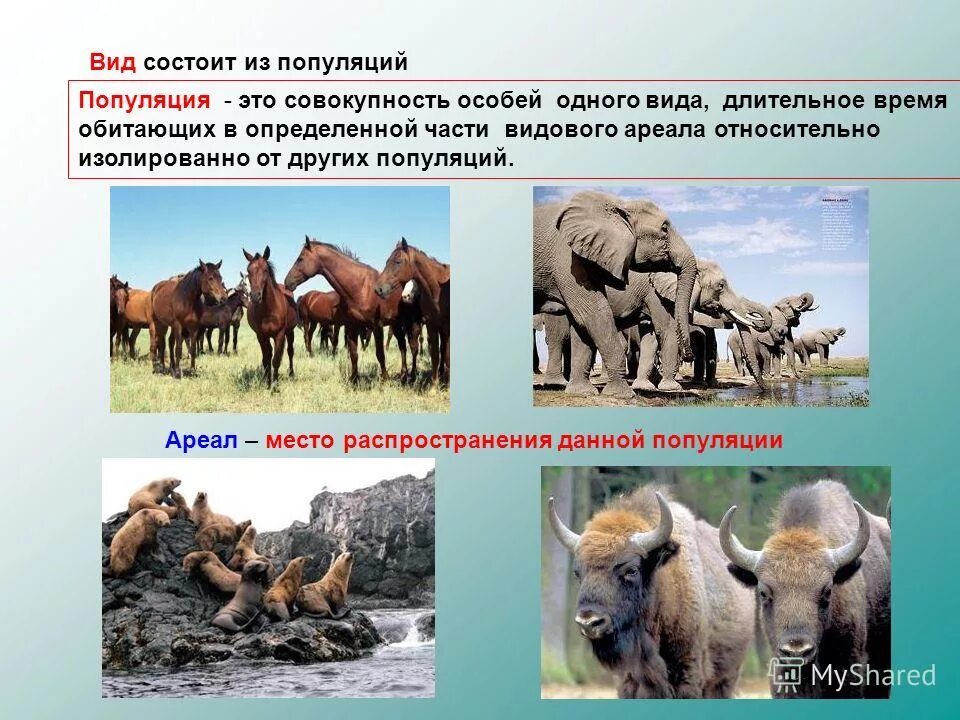 примеры популяций в биологии. основные генетические характеристики популяций. популяция презентация. особенности популяционно-видового уровня жизни. экологические и генетические характеристики популяции.