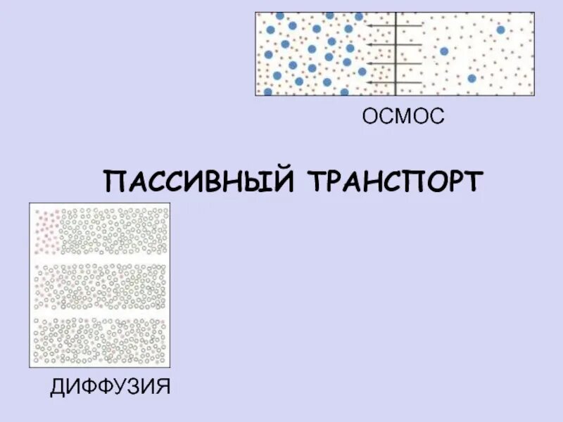 Диффузия и осмос. Осмос и диффузия в биологии. диффузия осмос фильтрация. диффузия облегченная и простая и осмос. пассивный транспорт осмос.