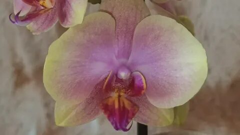 Бодибилдер әйел порно