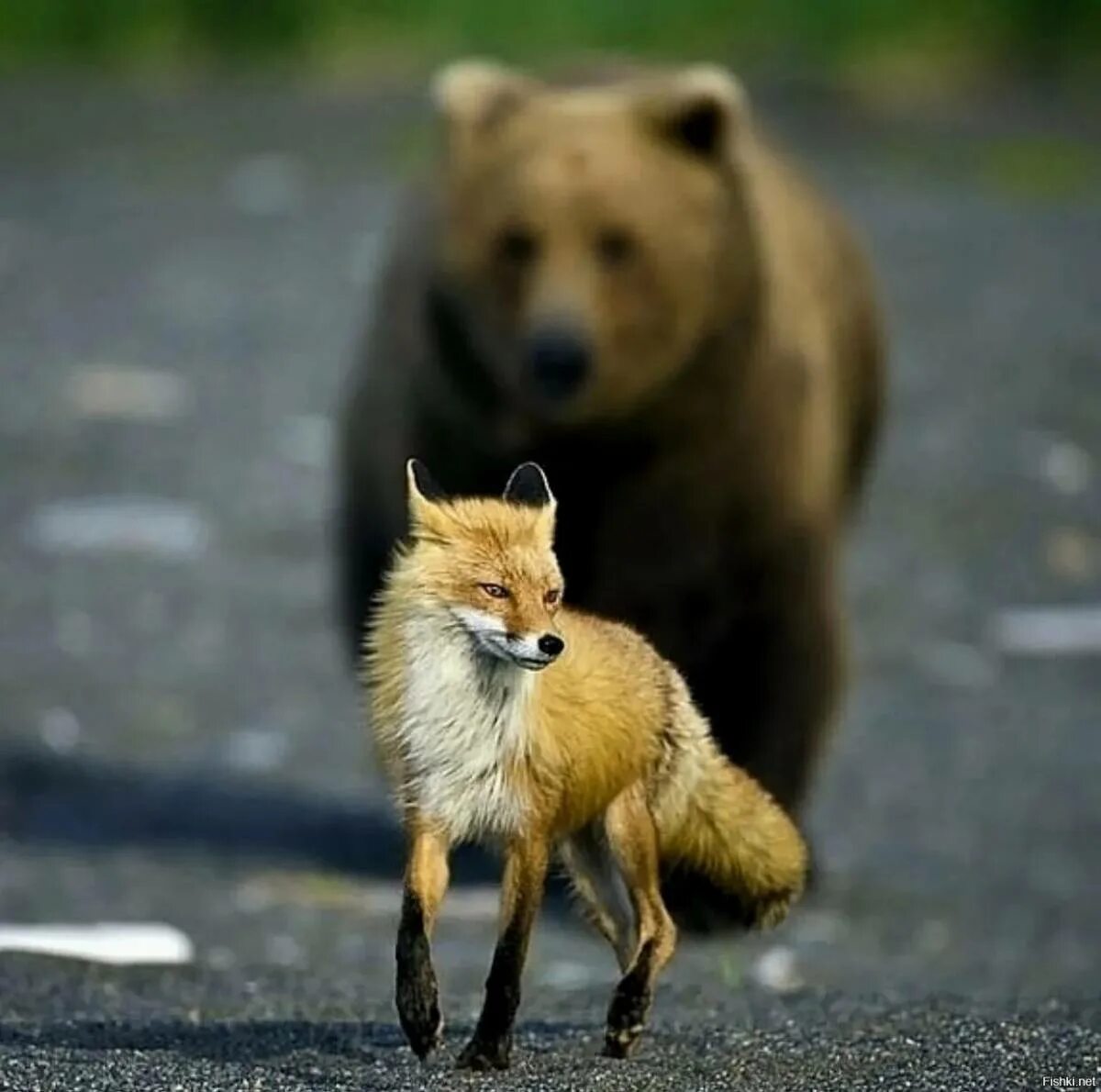 Фотограф анималист сергей горшков. Лиса против медведя. Животные едят мухоморы. Медведь ест лис. Курильское озеро нерка.