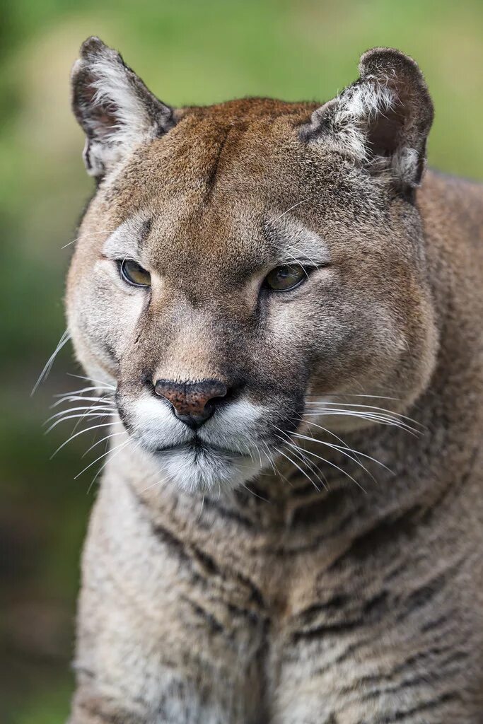 Флоридская пума. Восточная пума вымершая. Пума кугуар горный лев пума. Канадская пума. Суррейская пума.