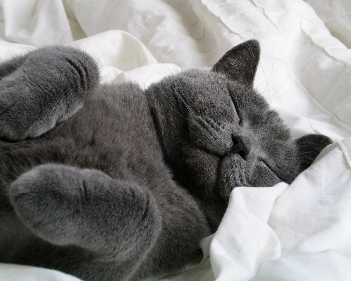 Спокойной ночи мем смешной. Спокойной ночи ежик. Спокойной ночи утро вечера мудренее. Отгадай загадку живёт спокойно не спешит на всякий случай носит щит. Цитаты на ночь спокойной ночи.