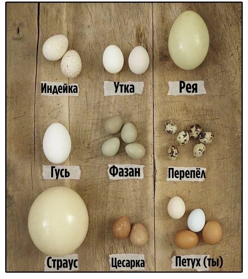 Одно яичко стало. Видя яиц. Яйца разные. Яйца кукушки. Птичьи яйца.