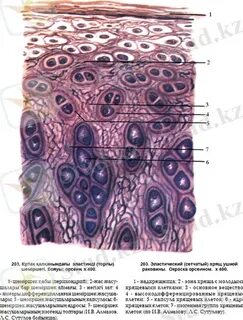 Суреттермен клиторды қай жерде сипау керек