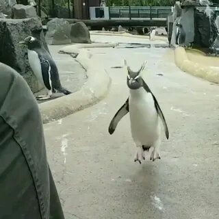 Видео пингвин с пятницей