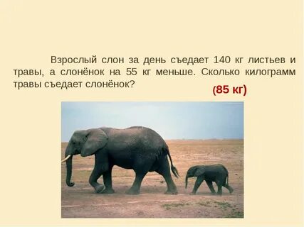 Сколько килограммов слона