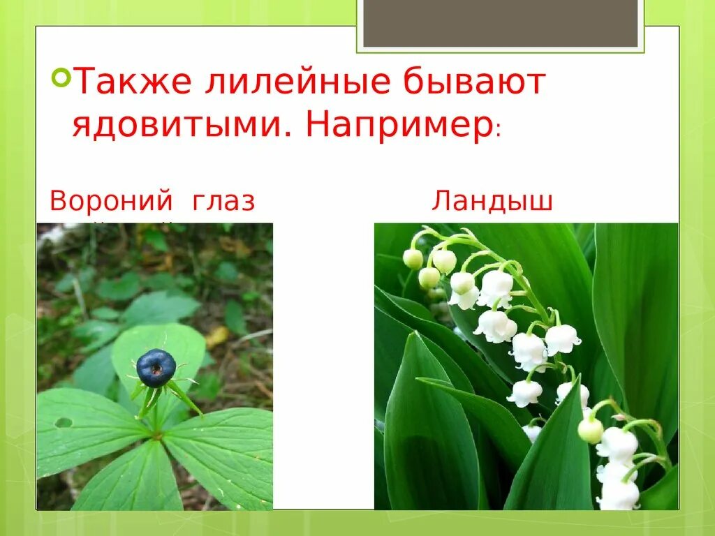 Каково значение семейства лилейных в жизни человека. Ядовитые Однодольные растения. Ядовитые растения семейства лилейных. Ядовитые Лилейные растения.