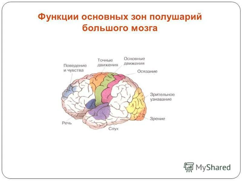 большие полушария отделы головного мозга строение и функции. основные функции полушарий большого мозга. строение головного мозга и доли больших полушарий. строение больших полушарий головного могза. функции основных зон большого мозга.
