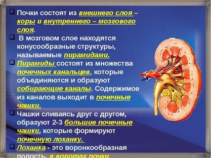 Строение почечной пирамиды