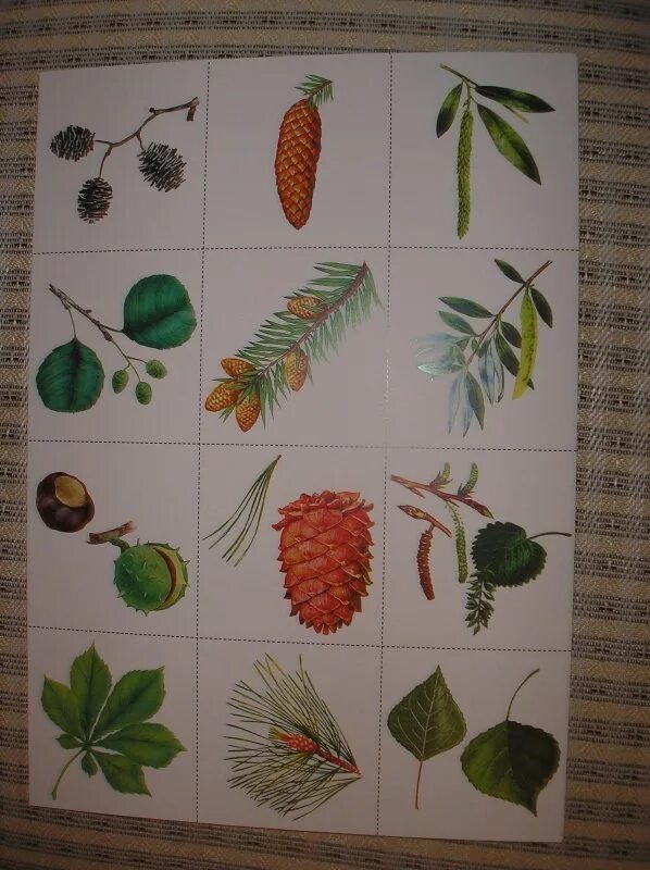 Плодовые растения. Плоды деревьев список. Листья и плоды деревьев. Плоды деревьев список. Листья деревьев нашвния.