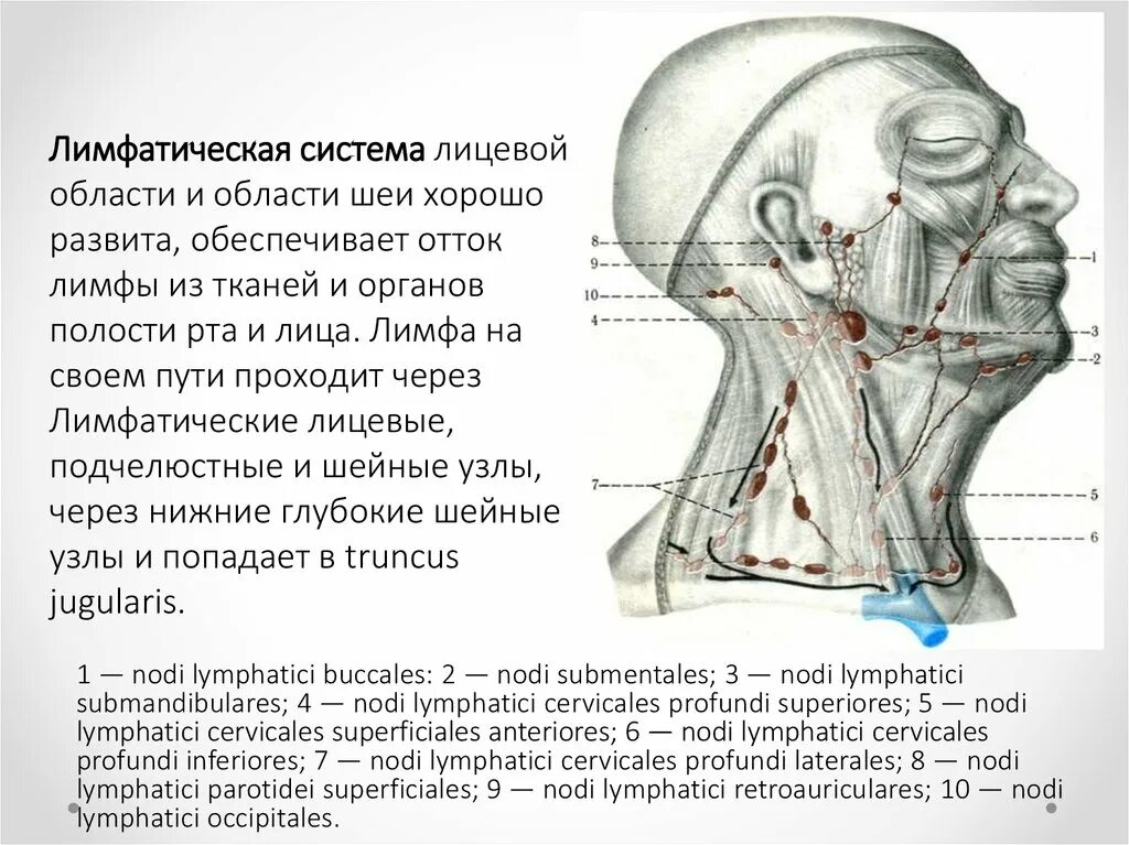 Схема лимфоузлов головы. Лимфатическая система головы и шеи схема. Лимфатическая система лица и шеи анатомия. Лимфатическая система человека лицо и шея. Топографическая анатомия лимфатических узлов лица и шеи.