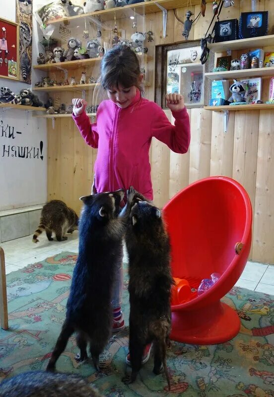 Енот притворяется мертвым. Имена для енотов. Как достать девочку из енота. Как достать девочку енота. Как достать девочку из енота.