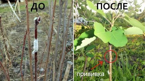 Прививка ирги