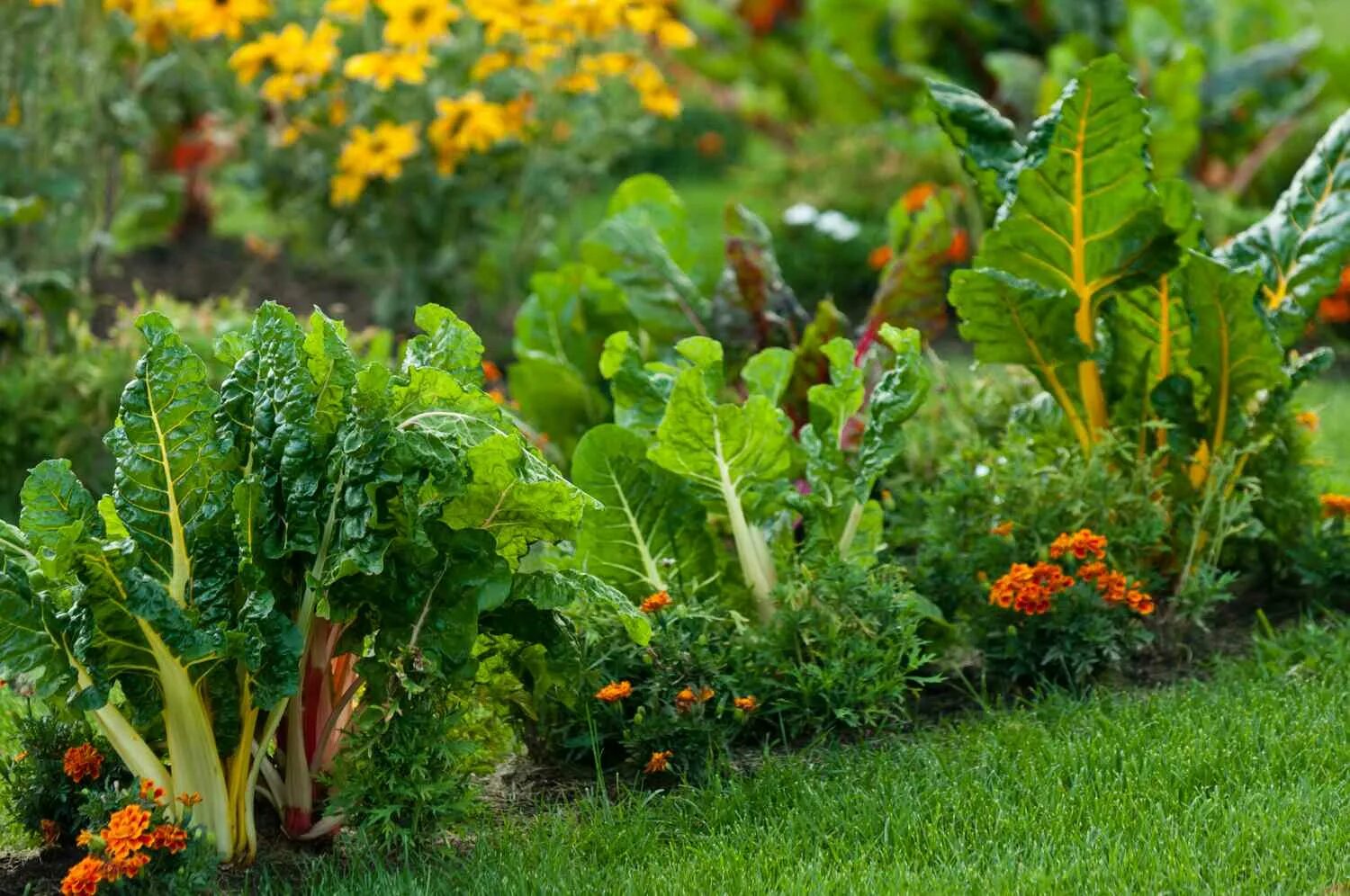 Vegetable run