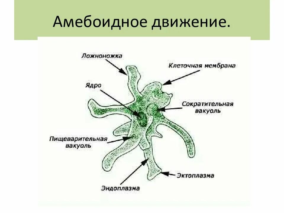 Способен к амебоидному движению