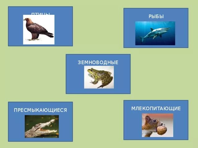 Млекопитающие рыбы птицы. Млекопитающие и пресмыкающиеся. Млекопитающие и пресмыкающиеся и земноводные. Рыбы земноводные пресмыкающиеся.