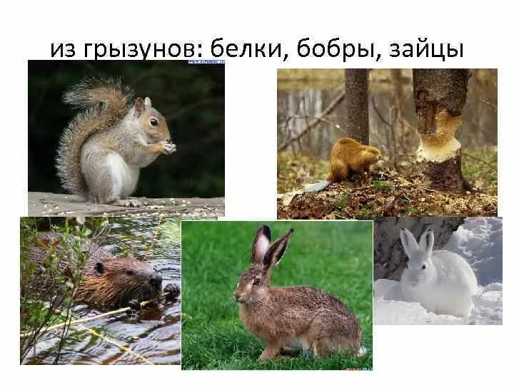 Бобровая хатка г я снегирёва. У каго каждый день растут зубы. Заяц возле реки. Бобёр и кролик. Барсук и бурундук.