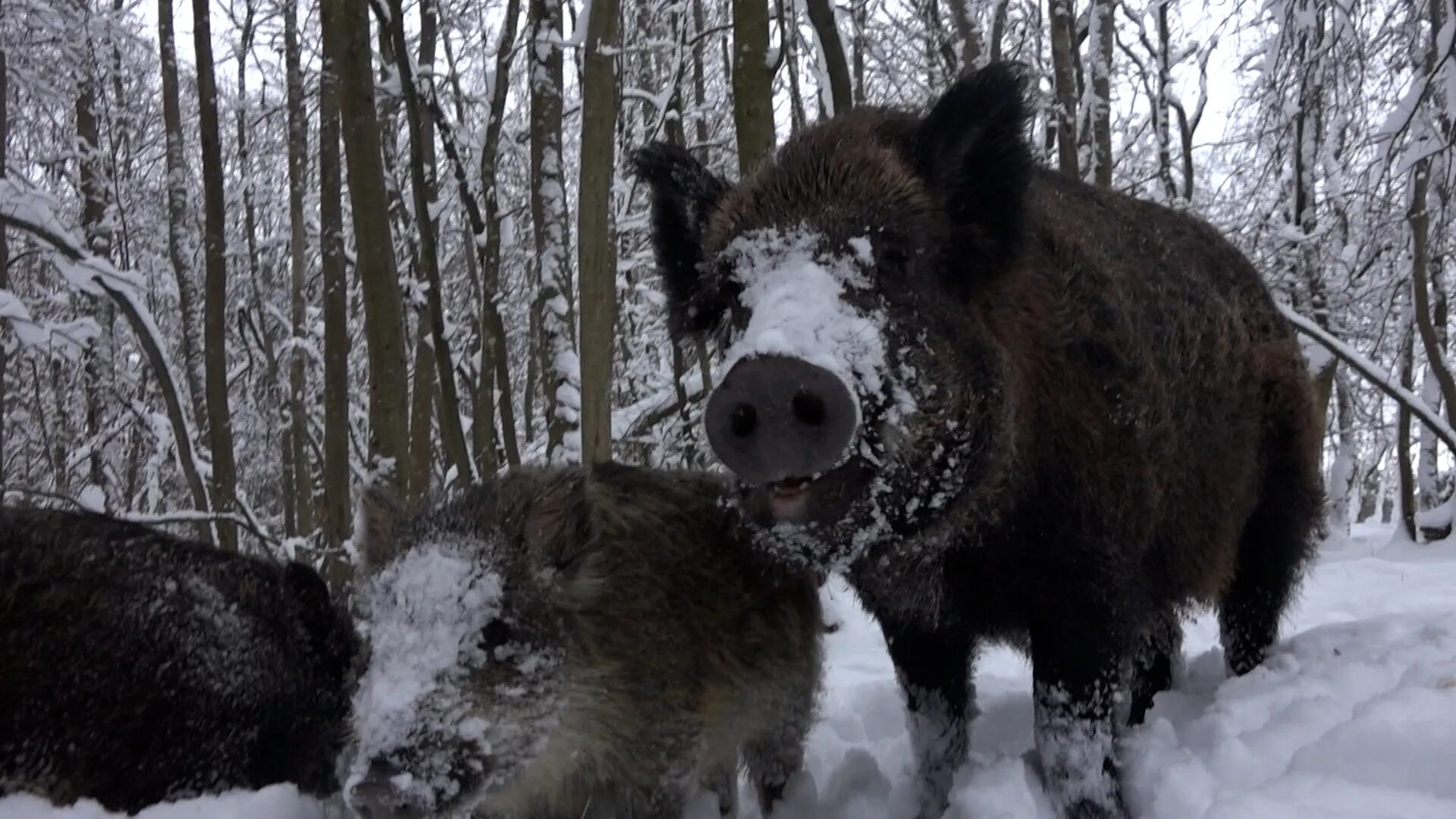Стая кабанов. Секач кабан в нижегородской области. Дикие кабаны в италии. 20 кабанов. Дикий кабан секач вепрь.