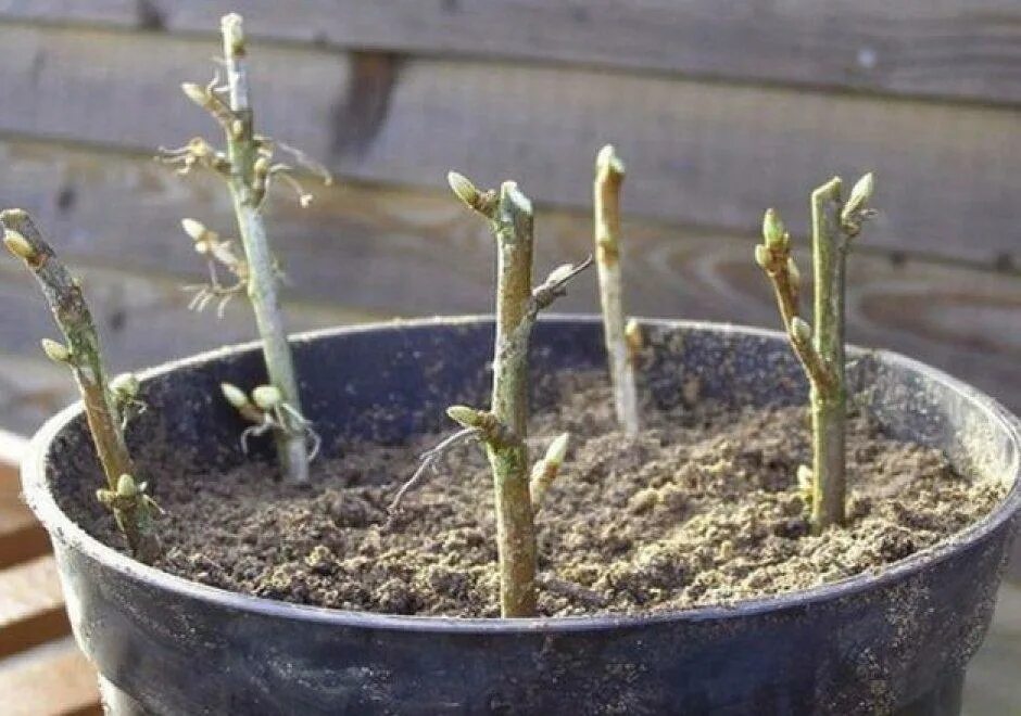 укореняем черенки винограда. зимнее хранение черенков. выращивание черенков зимой. почернение побегов роз. черенки глицинии.