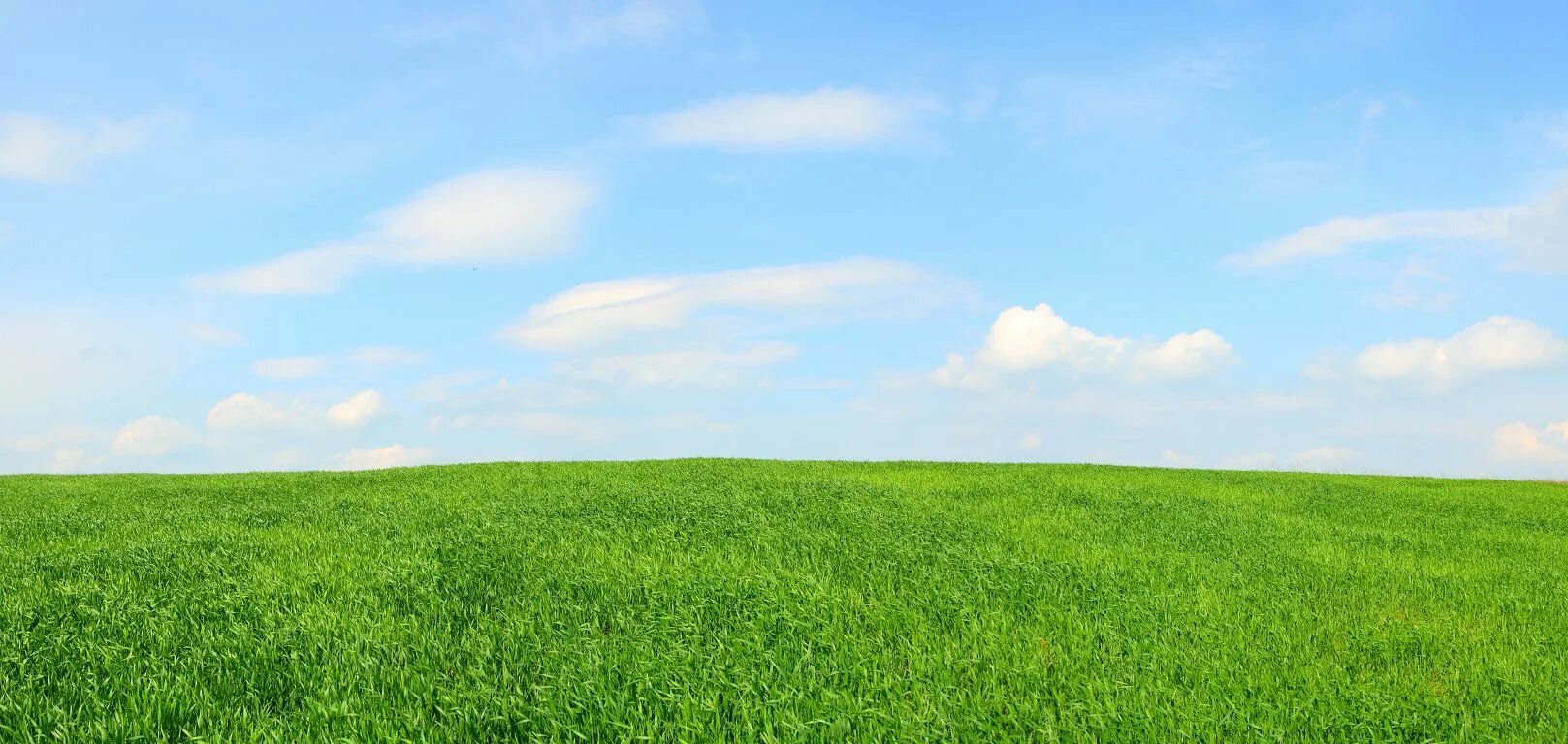 Поставь зеленое поле. Поле панорама. Трава и небо. Трава панорама. Трава и небо панорама.
