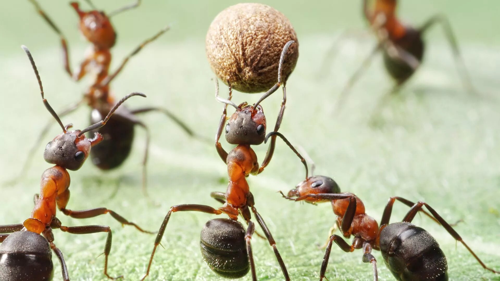 Картинки муравьев