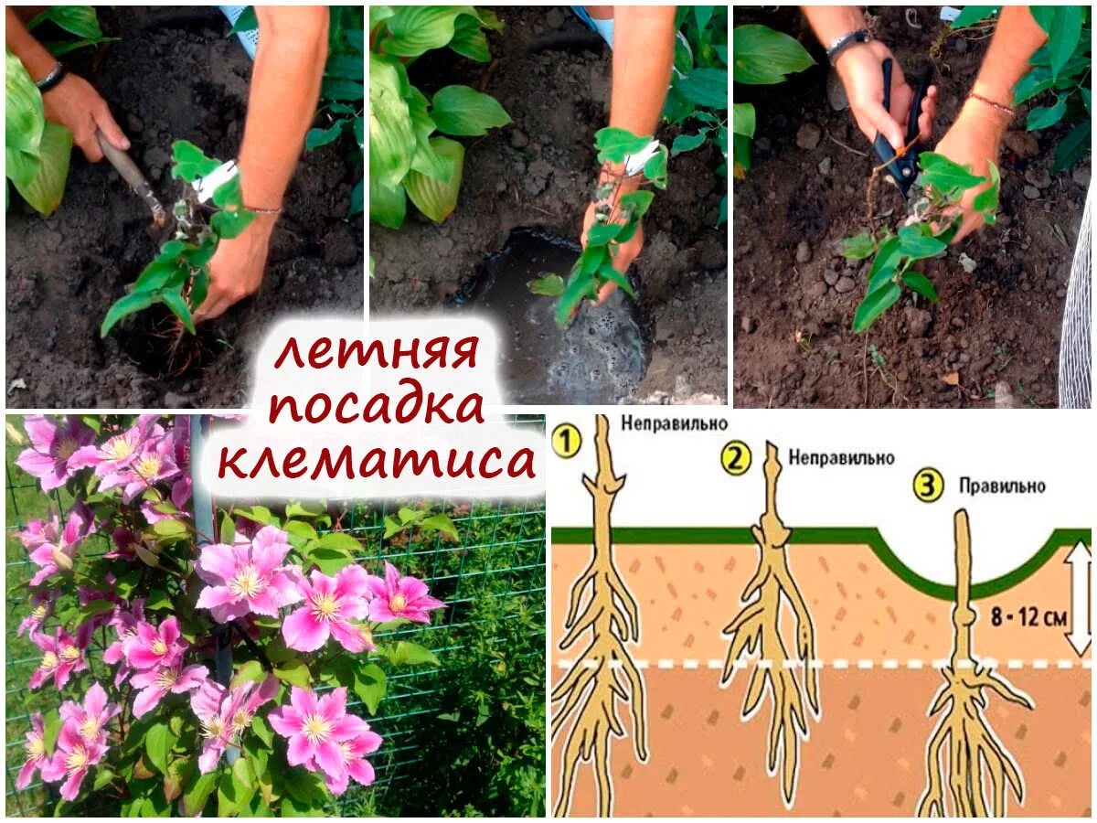 Посадка клематисов летом в открытый. Схема посадки клематиса. посадка клематиса. посадка клематиса фото. клематис посадка.