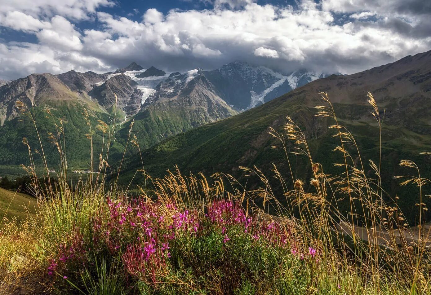 Горные Луга Приэльбрусья. Альпийские Луга Приэльбрусья. Альпийские Луга Эльбруса. Национальный парк Приэльбрусье Кабардино-Балкария.