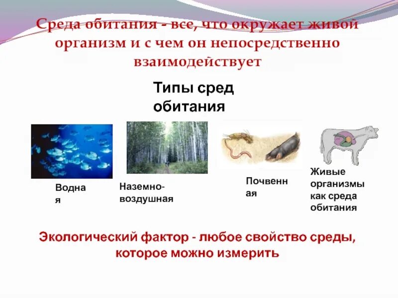 Типы сред обитания. Организм как среда обитания презентация. Вода как экологический фактор и среда обитания. Среда обитания наземных организмов включает.