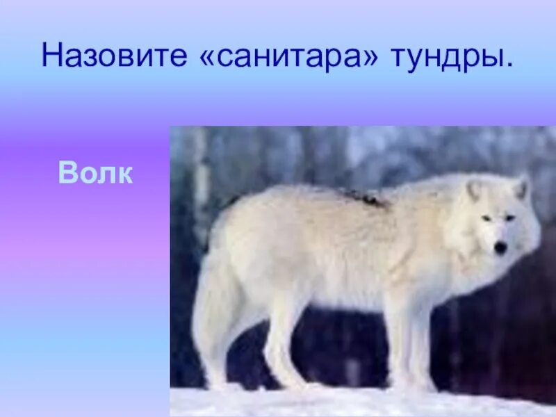 Полярный волк где находится на карте. Белый Полярный волк. Волк в тундре. Полярный волк для детей. Полярный волк информация.