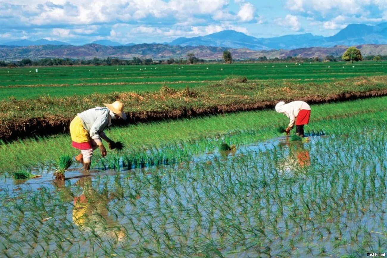 Покажи видео как выращивают. Рисоводство в Китае. Рисовые плантации в Японии. Плантации риса в Японии. Рисовые поля в Южной Корее.