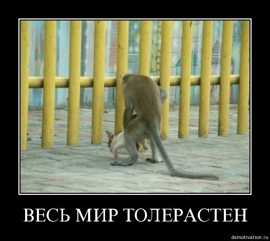 Ваша не знает границ. Толерантность прикол. наша благодарность не знает границ. любовь не знает границ. наша щедрость не знает границ.