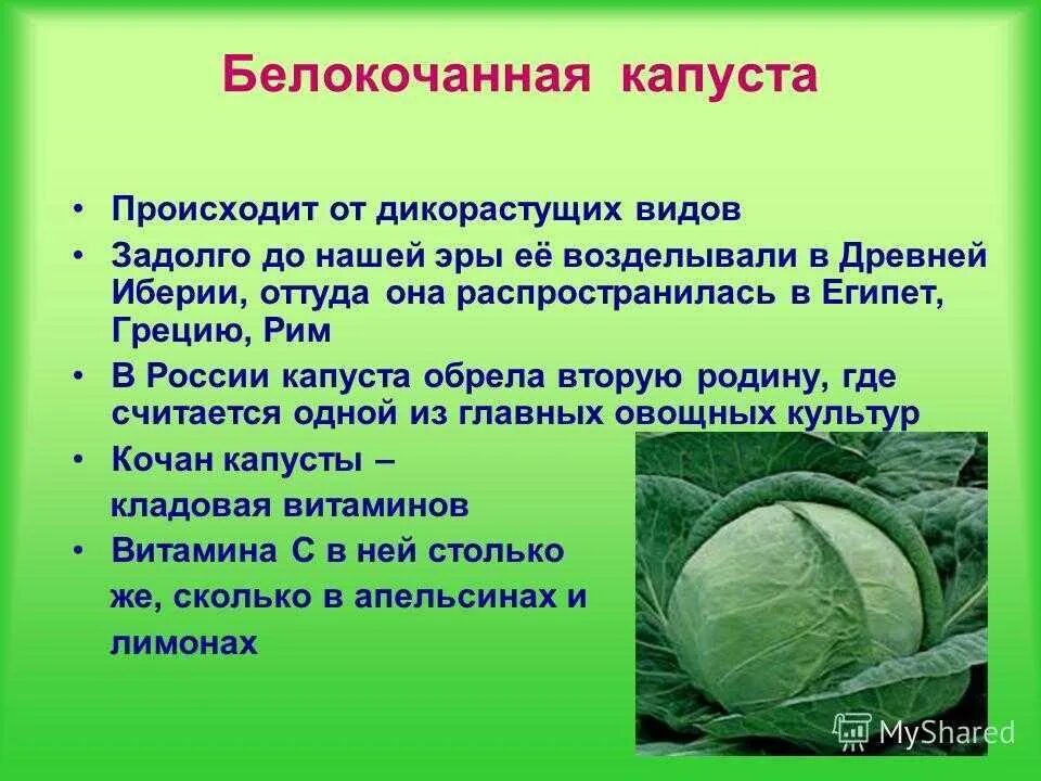 Как правильно говорить капусту. Как правильно говорить капусту