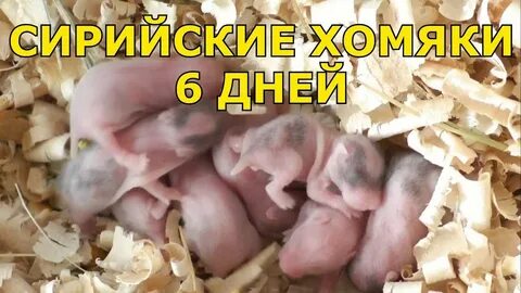 Сирийский хомяк родила