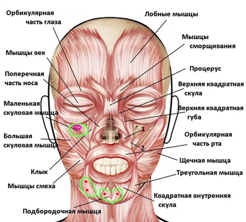 Левый угол рта. Мышцы лица. Части лица человека анатомия. Мышцы лица человека.